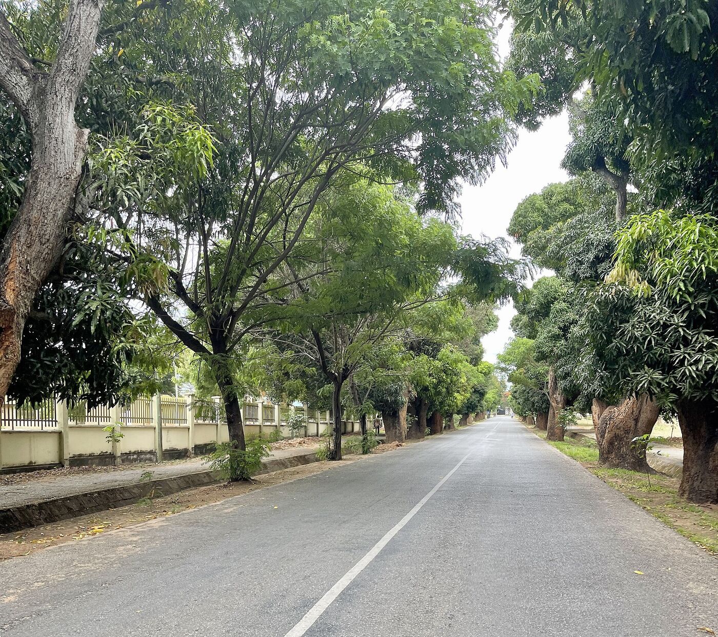 Mango trees lining King Mirambo Avenue, Tabora